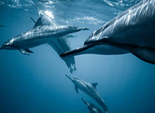 炸金花游戏-华体会入口：点亮你的体育世界